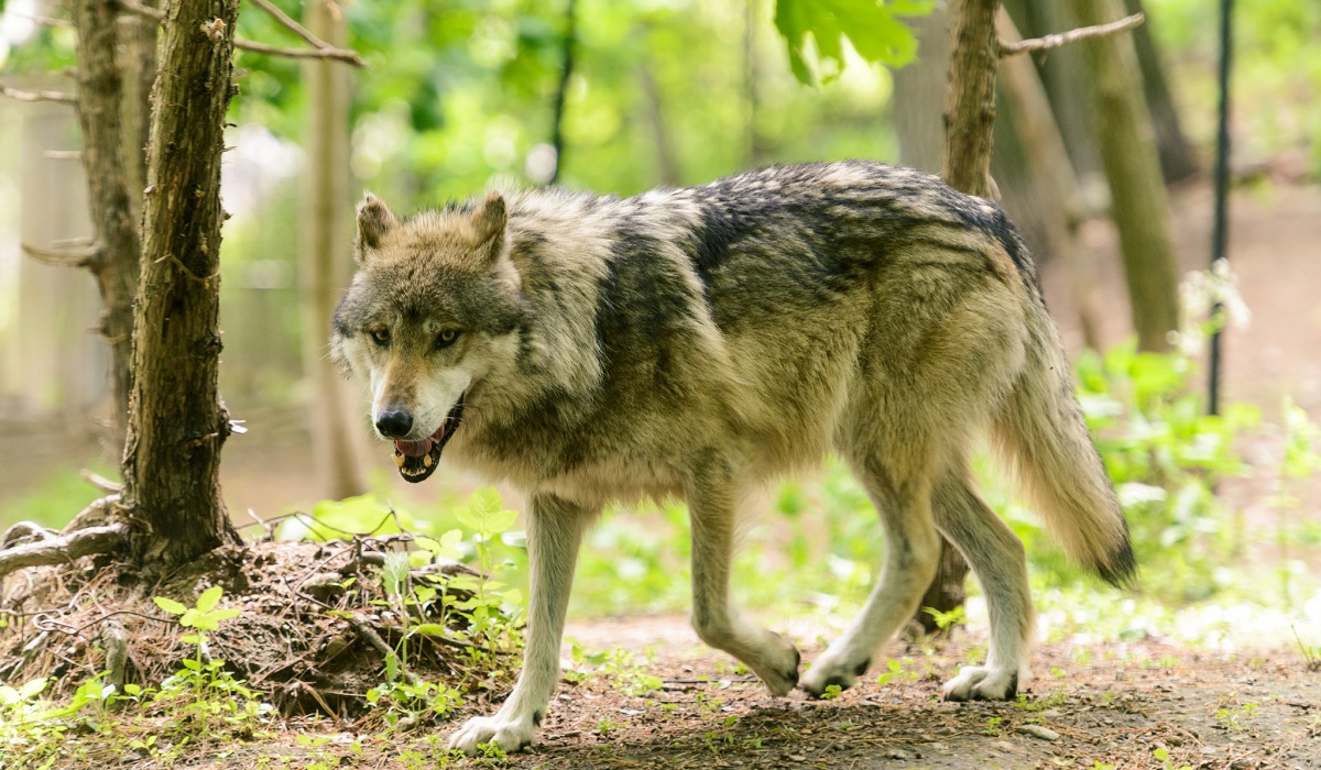 Court Rules Gray Wolves Remain Endangered in Western Great Lakes Court Rules Gray Wolves Remain Endangered in Western Great Lakes