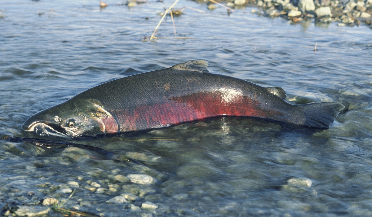 Alaska Fish & Game Shuts Down All Sport and Commercial King Salmon Harvest KingSalmonFeat