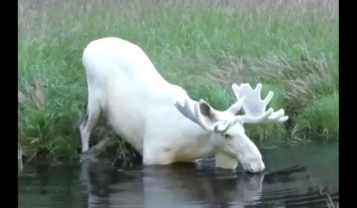 Rare all-white moose takes a swim Rare all-white moose takes a swim