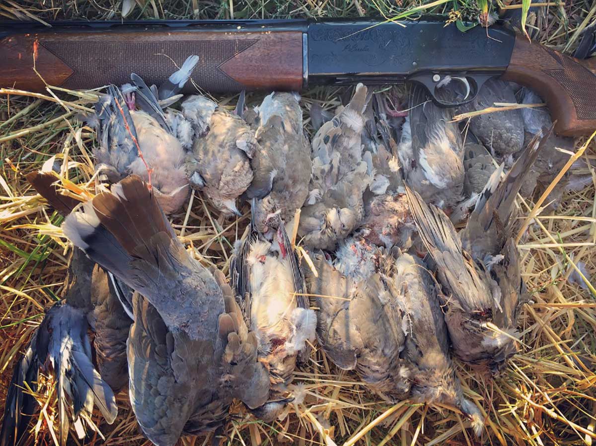 Mourning Dove: A Game Bird that was ‘Born to be Eaten’ | OutdoorHub