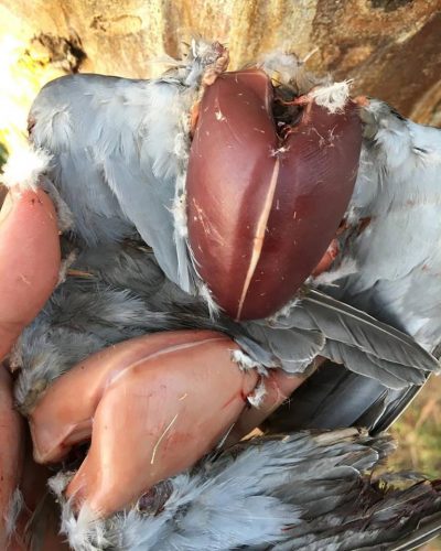 Dove Breasts Bled and Unbled Jeremiah Doughty Mourning Dove: A Game Bird that was ‘Born to be Eaten’