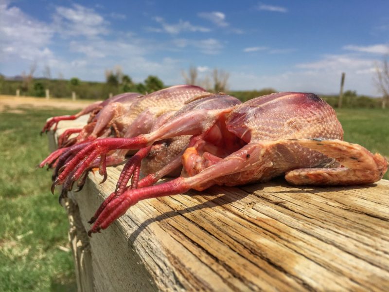 Doves Jeremiah Doughty Mourning Dove: A Game Bird that was ‘Born to be Eaten’