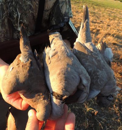 Doves Mourning on Left Eurasian Collared on Right Troy Rodakowski Mourning Dove: A Game Bird that was ‘Born to be Eaten’