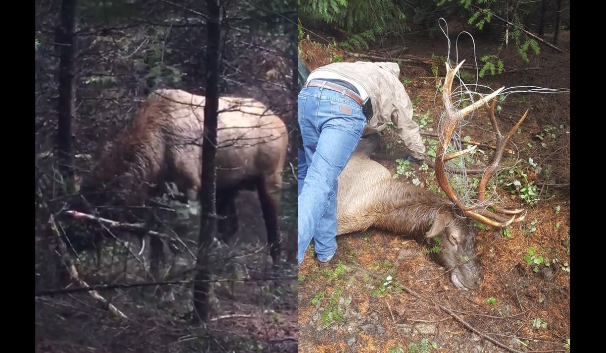 video-oregon-wildlife-biologists-rescue-bull-elk-entangled-in-fence