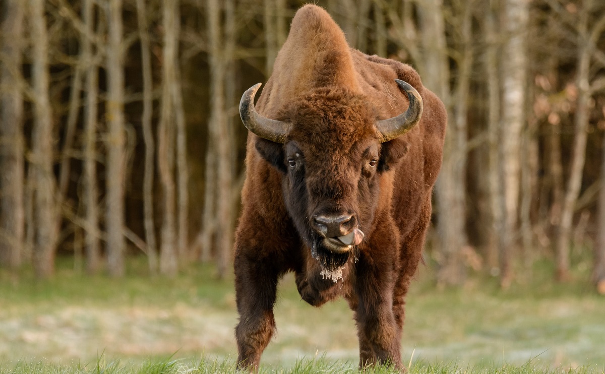 Wild Bison Crosses German Border for First Time in 250 Years, Then Gets ...