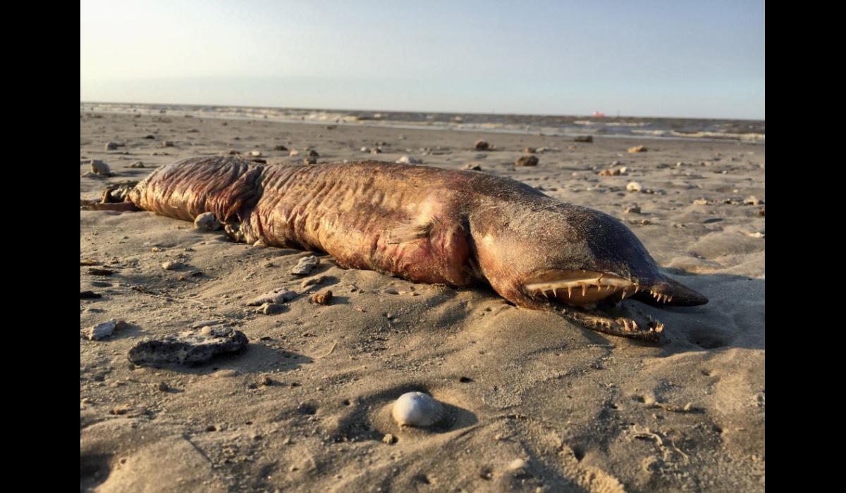 Hurricane Harvey Washes Up Fanged Sea Creature on Texas Beach OutdoorHub