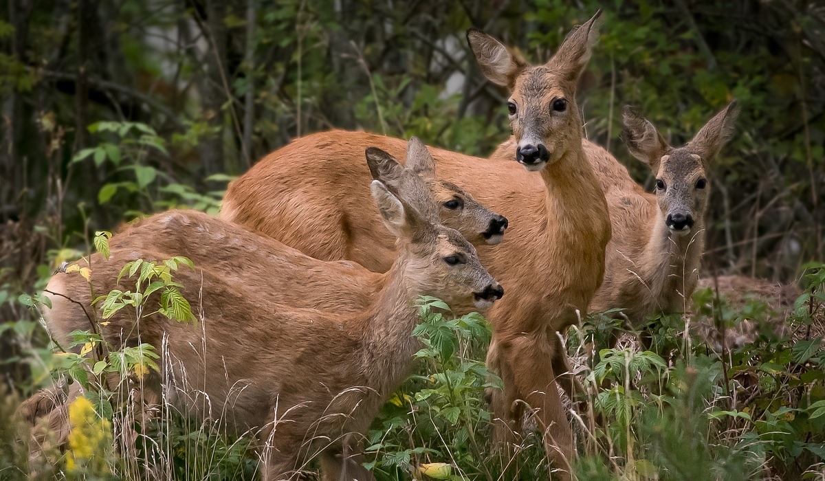 Rabid Deer