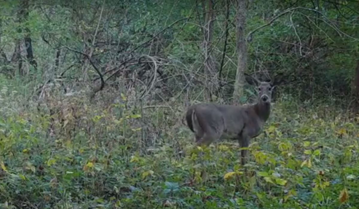 Video: Have You Ever Heard a Doe Make THIS Sound in the Forest ...