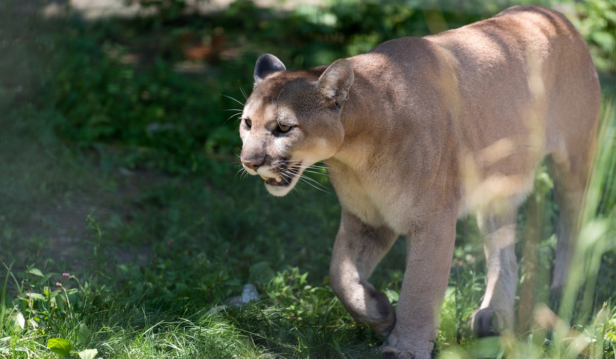  South Dakota Teen Kills Mountain Lion After Leaving Trail 