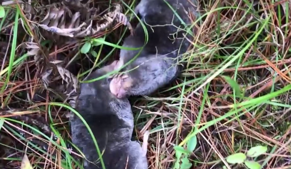 Video: This Mole Fight is the Cutest Brawl You'll Ever See | OutdoorHub