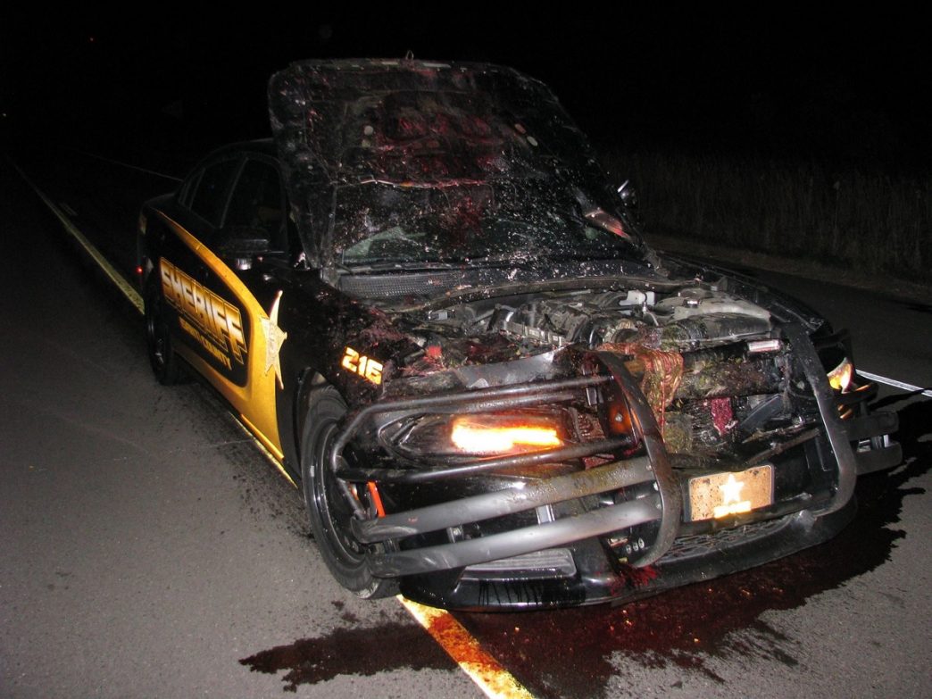 Shocking Video Sheriffs Deputy Decimates Squad Car By Nailing Deer At