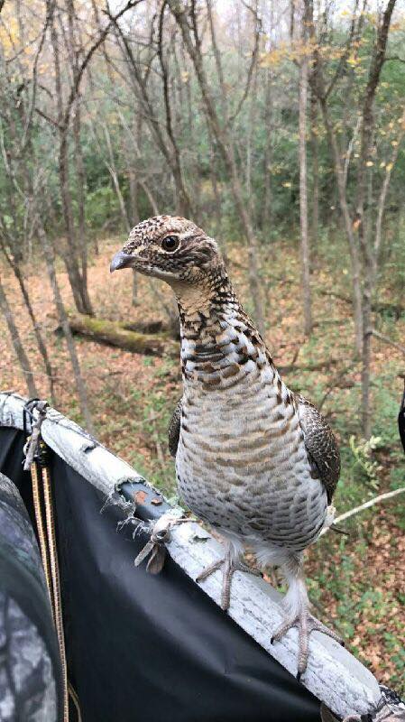 Video: Ruffed Grouse Hilariously Interrupts Deer Season for These Two ...