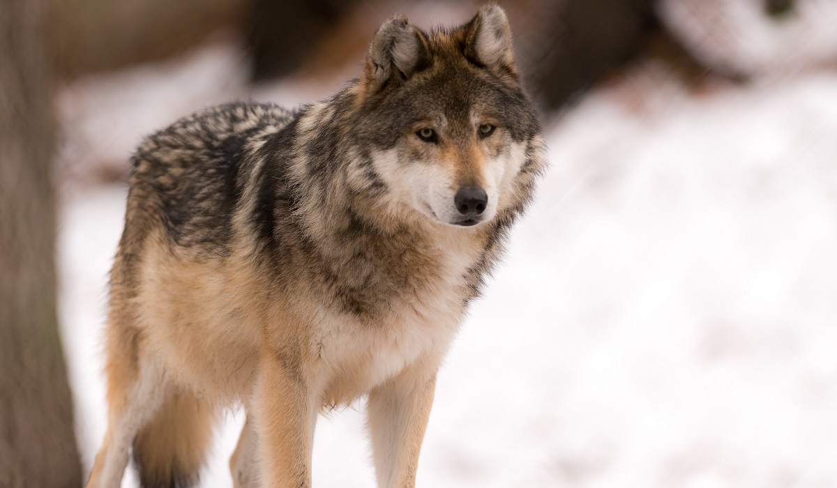 Oregon Elk Hunter Claims Self-Defense After Shooting Gray Wolf | OutdoorHub