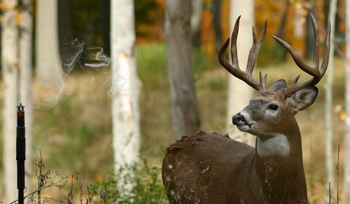 RealWorld Test Video How Far Can an Animal Smell Deer Urine? OutdoorHub