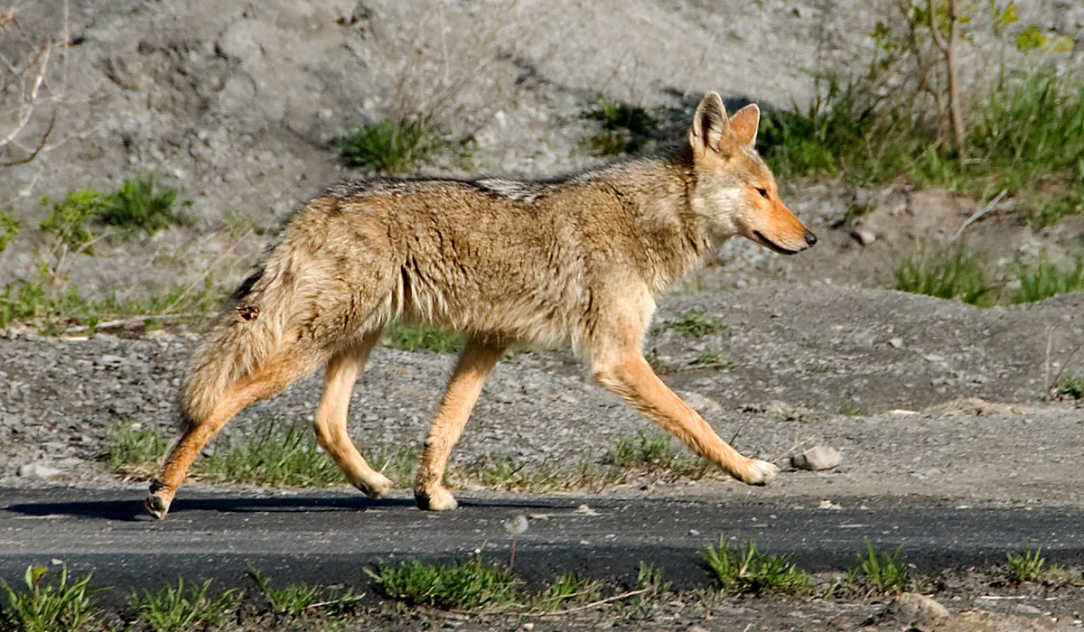 DNR Offers Free Lifetime Hunting License for Killing Tagged Coyotes in