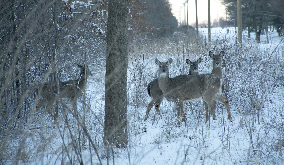 Michigan DNR 'Pilot Program' Extends Archery Deer Season Until January ...