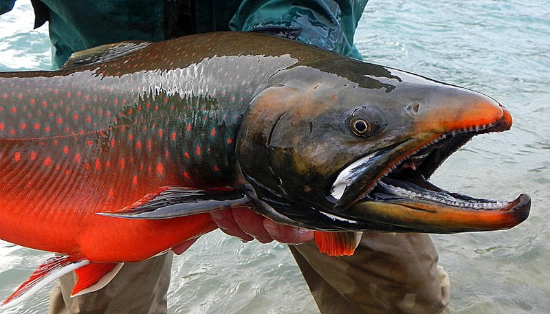 Northwest Territories: Where Angling Adventures Await 