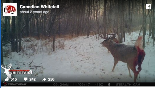 GRAPHIC Trail Cam Pics Show Mature Whitetail Being Eaten Alive by