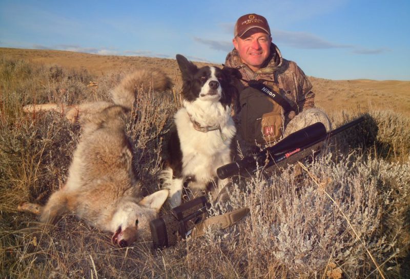 what dog hunts coyotes