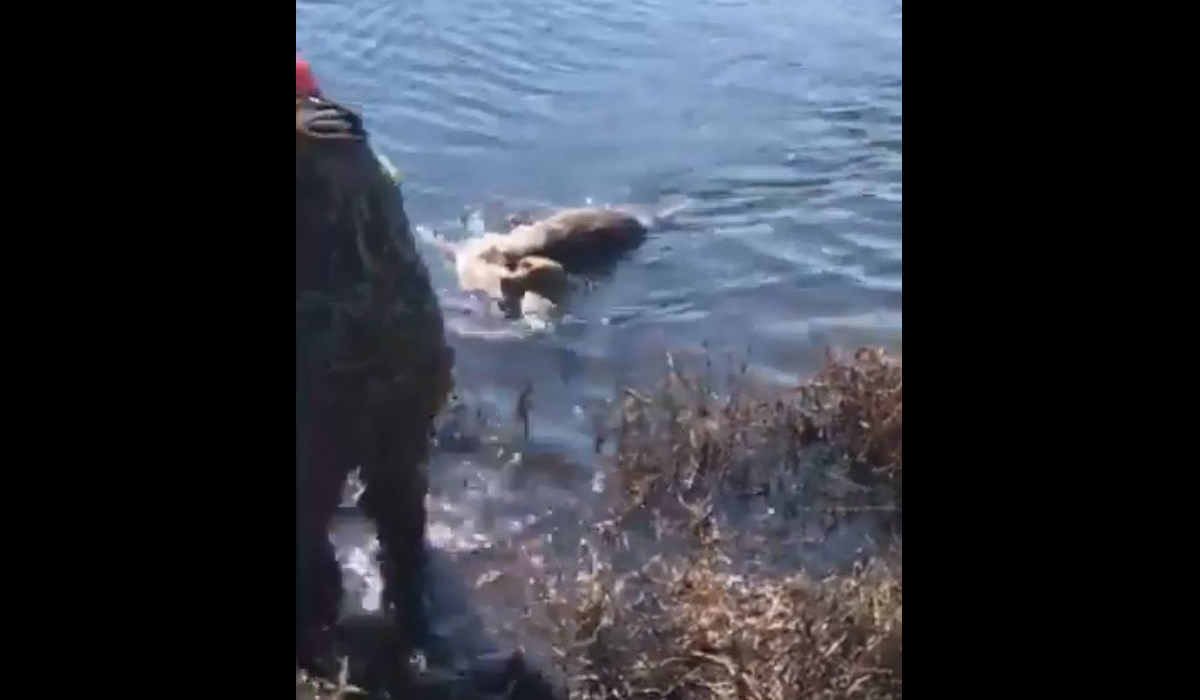 Video: Duck Dog Pulls Off Impressive 200-Yard Water Retrieve on a Dead ...