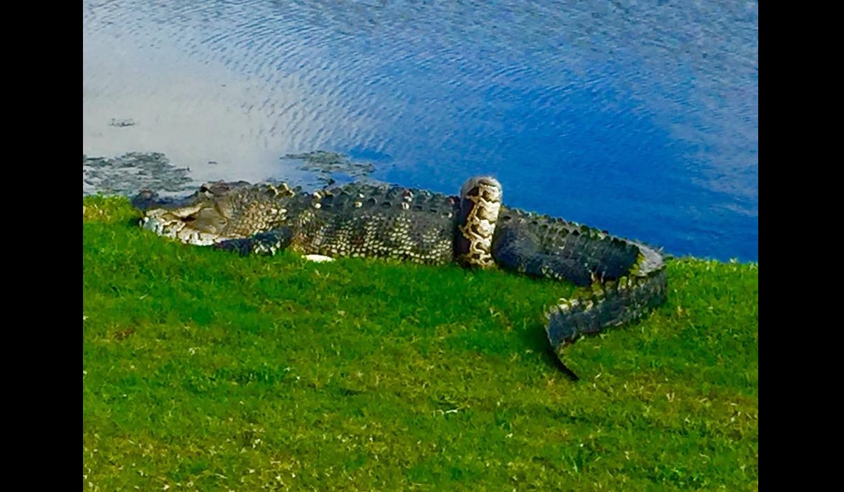 Florida Golfers Find Python Entwined with Alligator and Half Swallowed ...