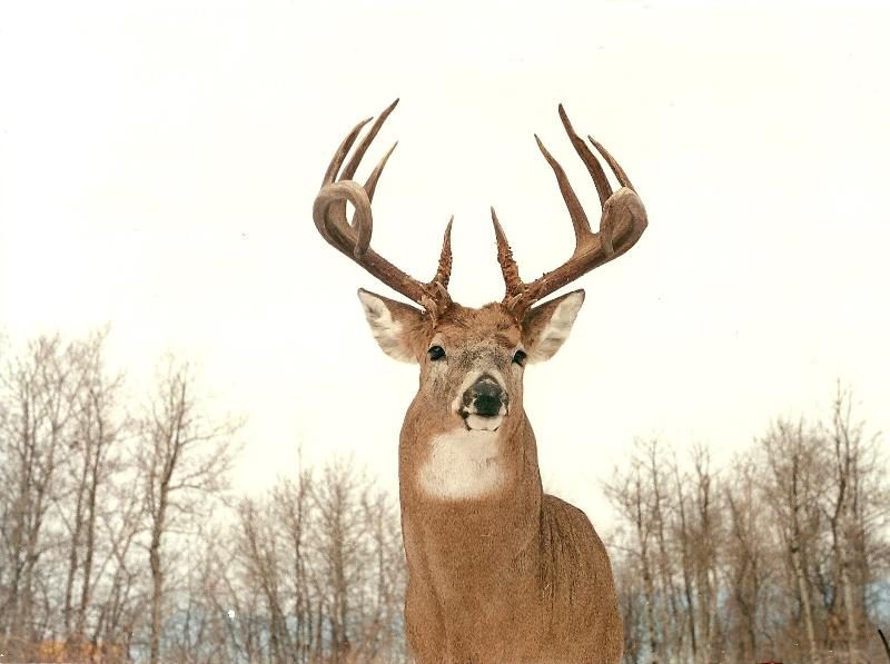 Henry Kelsey Big Game Records - Saskatchewan Wildlife Federation