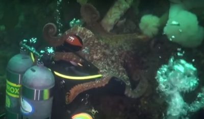 Pacific Octopus