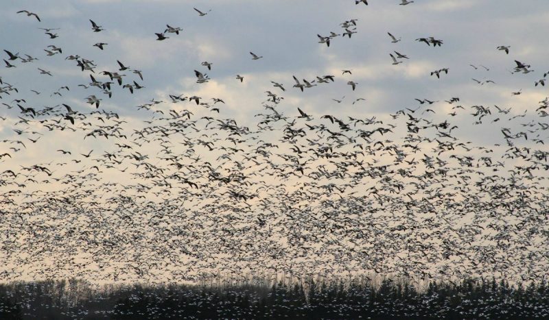 Sandhill Crane - Kaska Goose Lodge