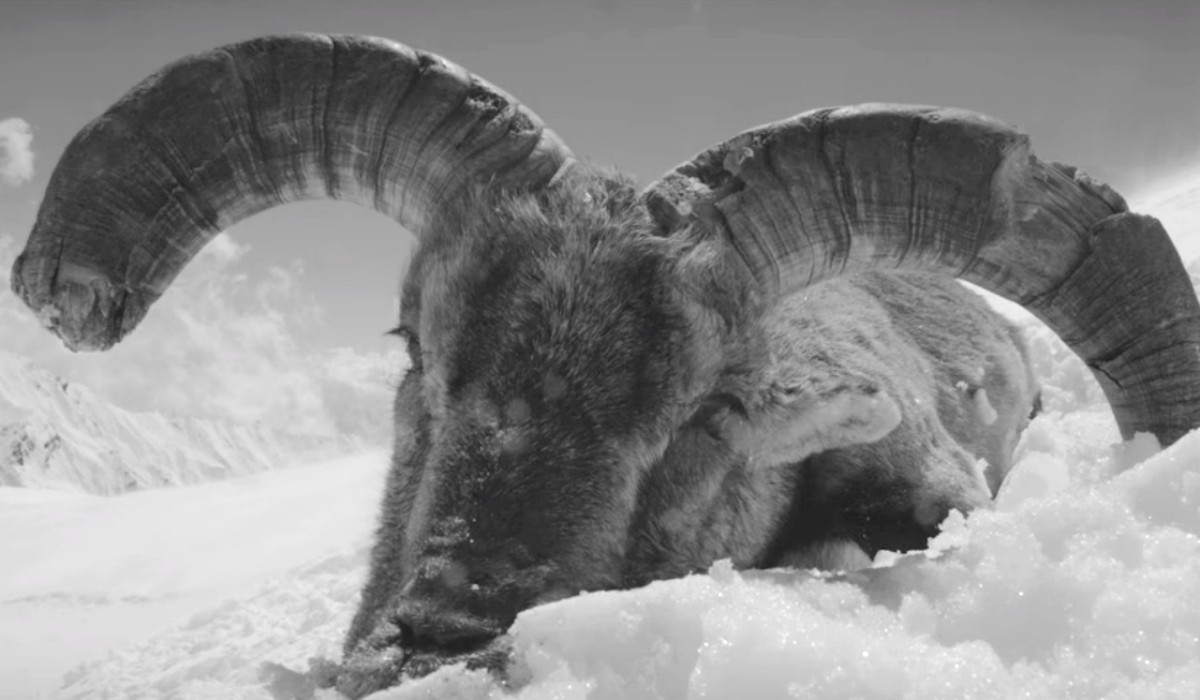 New Film from YETI: Pursuing Blue Sheep in Nepal at 18,000 Feet