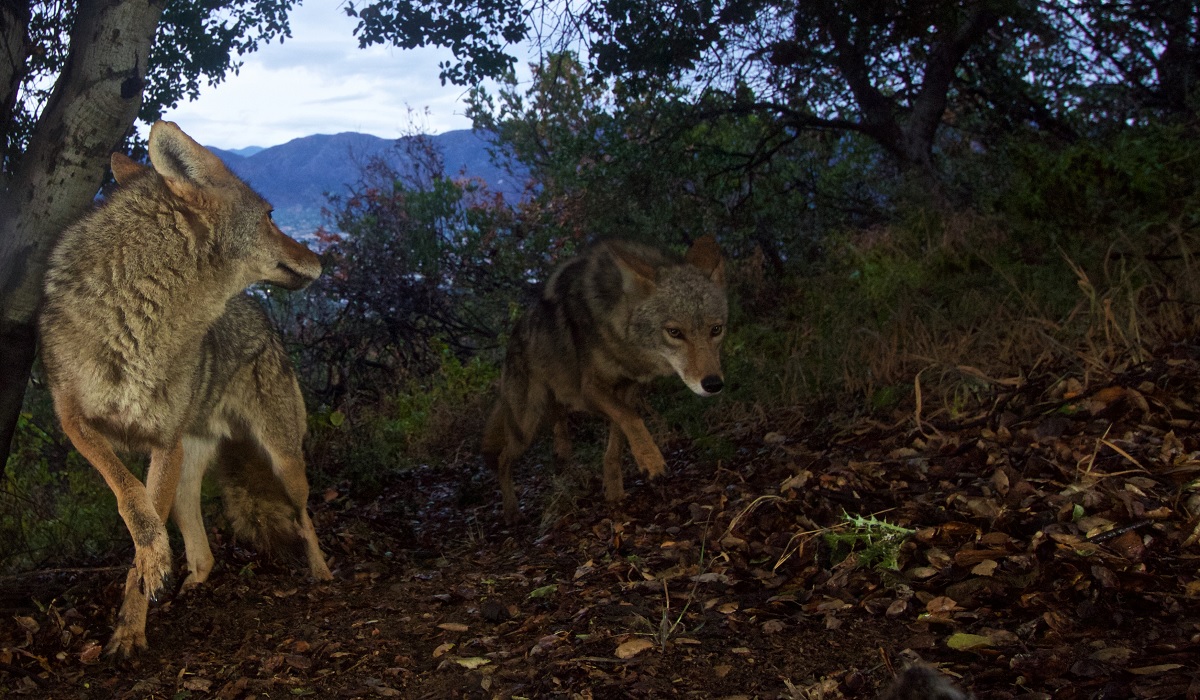 The 'Coyote Challenge' Provides Hunters an Opportunity to Win a