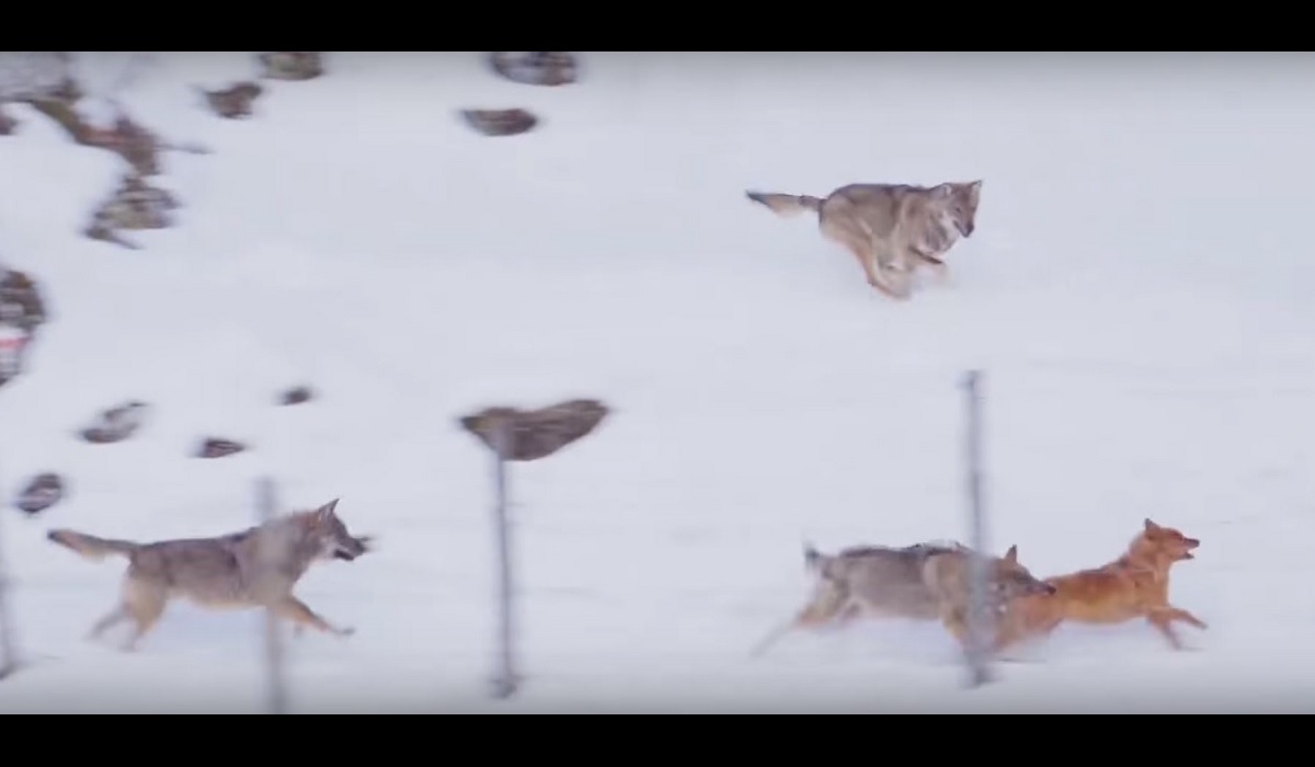 Video: Brave Dog Barely Escapes Wolf Pack | OutdoorHub