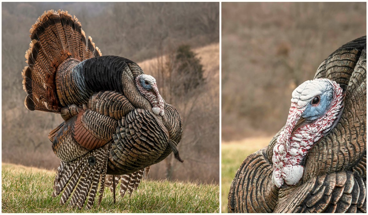 DSD White Face Strutter — The Best Turkey Decoy Money Can Buy? OutdoorHub