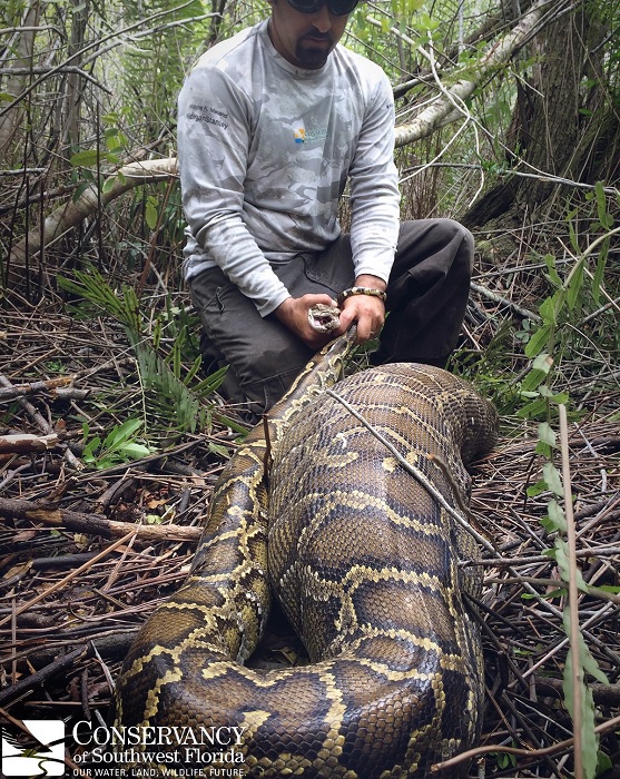 invasive-burmese-python-pays-deerly-for-swallowing-meal-bigger-than