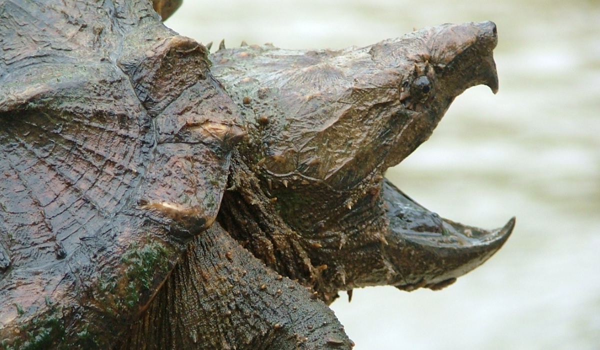 did a teacher feed a puppy to a snapping turtle