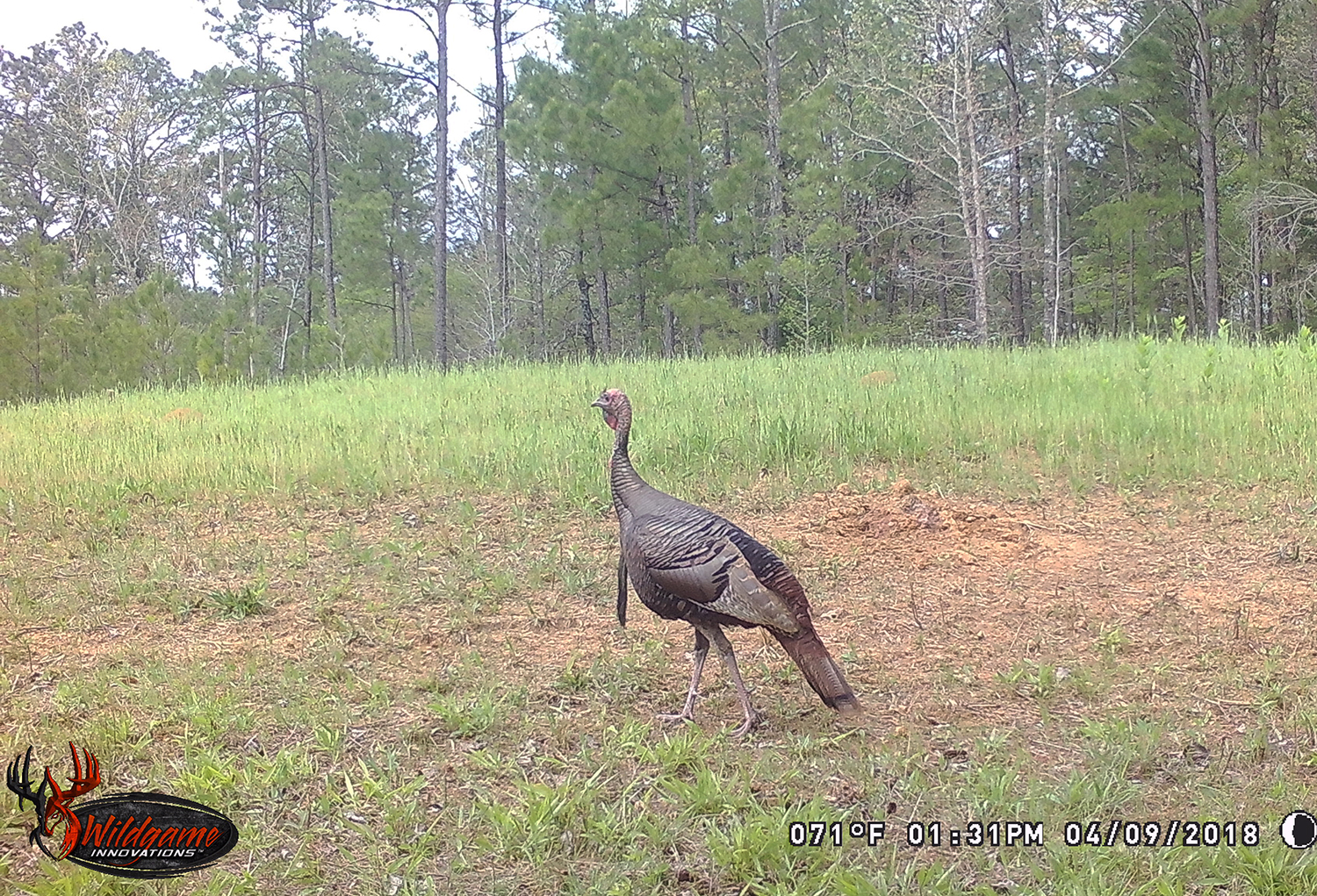 Turkey Trespassers