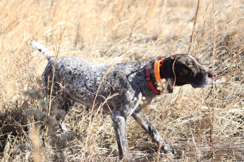 Here Are 5 Of The Best Hunting Dog Breeds | OutdoorHub