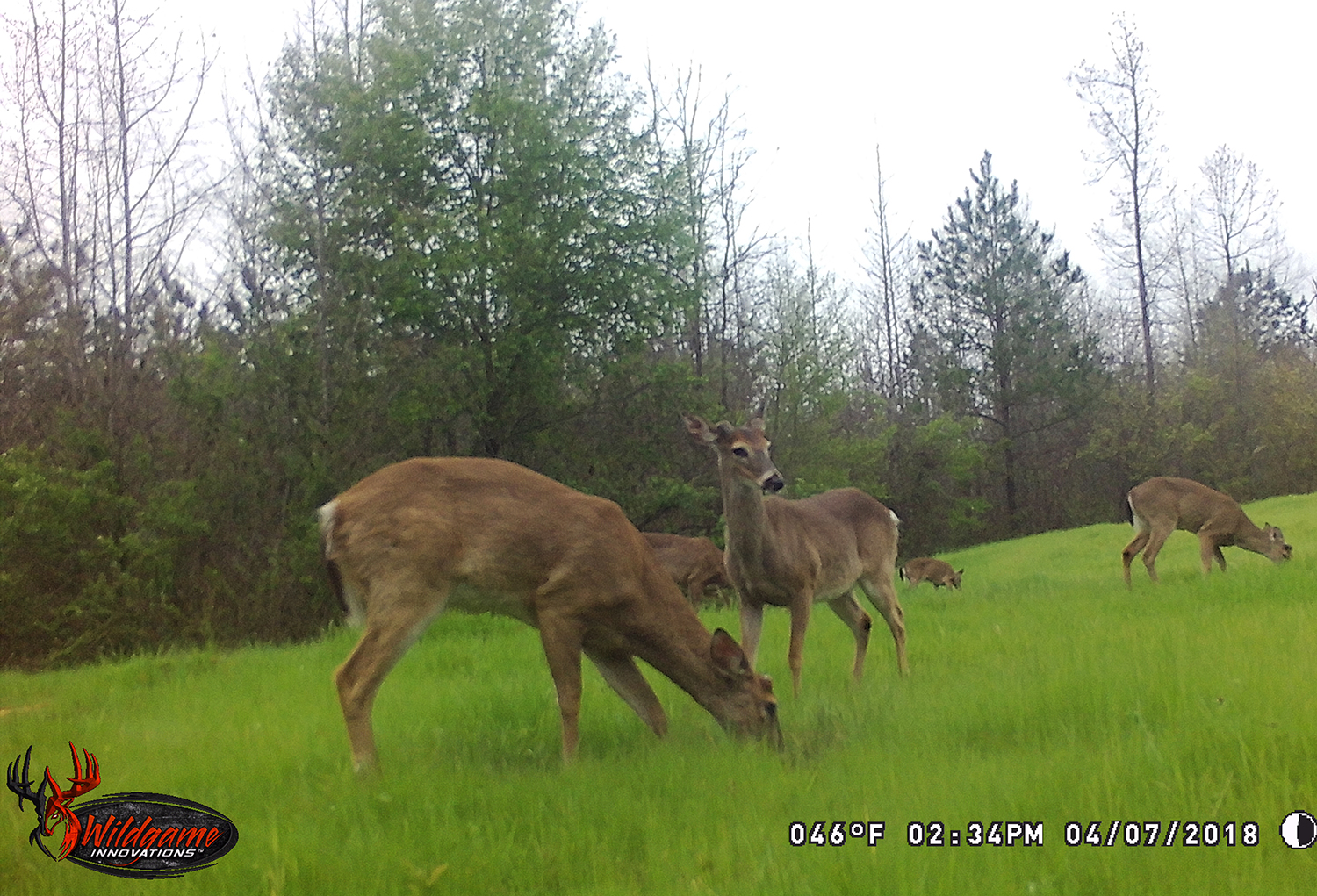 Turkey Trespassers