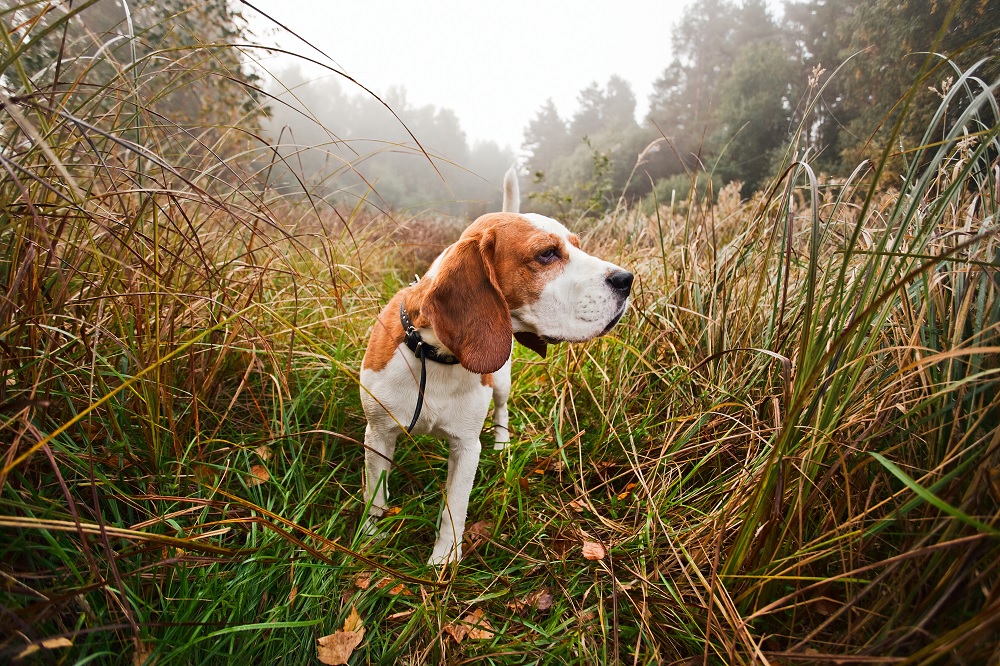 The 5 Best Hunting Dog Breeds