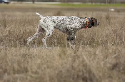 Here are 5 of the Best Hunting Dog Breeds | OutdoorHub