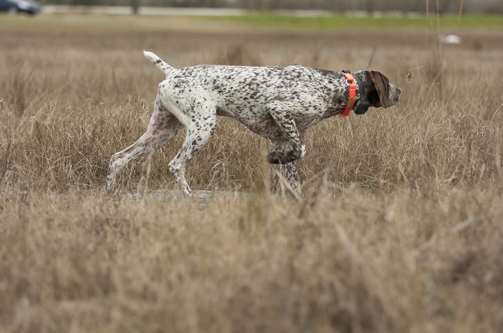 Here are 5 of the Best Hunting Dog Breeds OutdoorHub