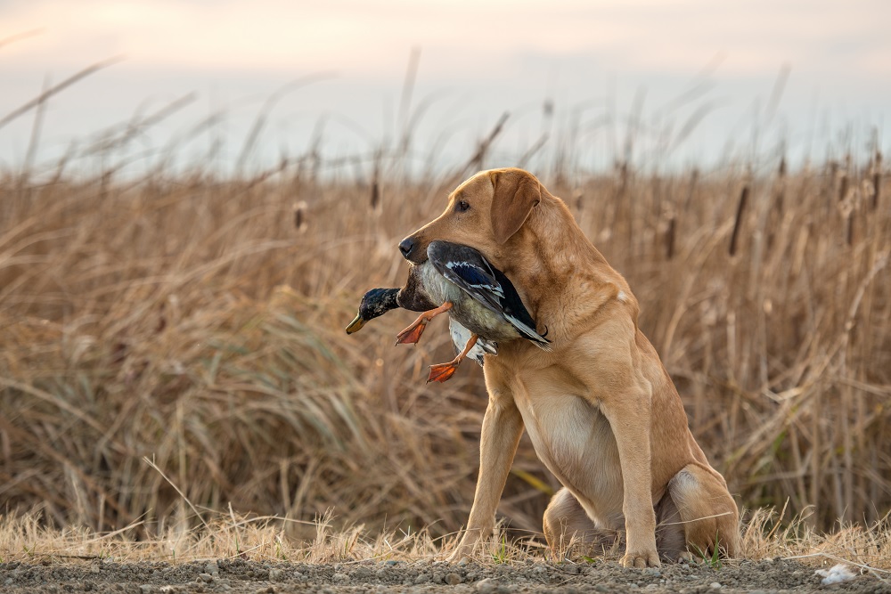 what is the best duck hunting dog