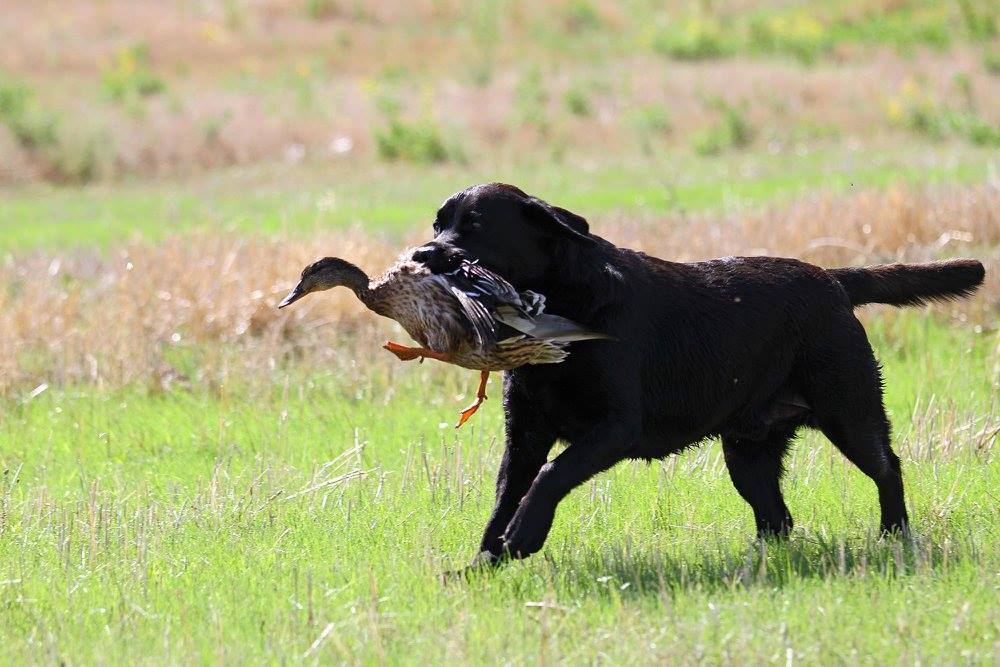 Here Are 5 Of The Best Hunting Dog Breeds OutdoorHub