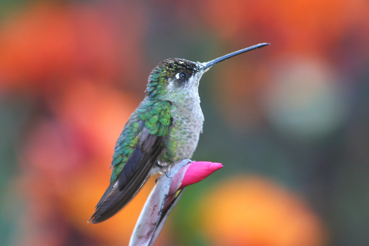 Hummingbird