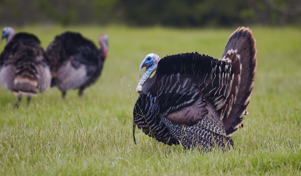 Top 6 Things To Know When Turkey Hunting  