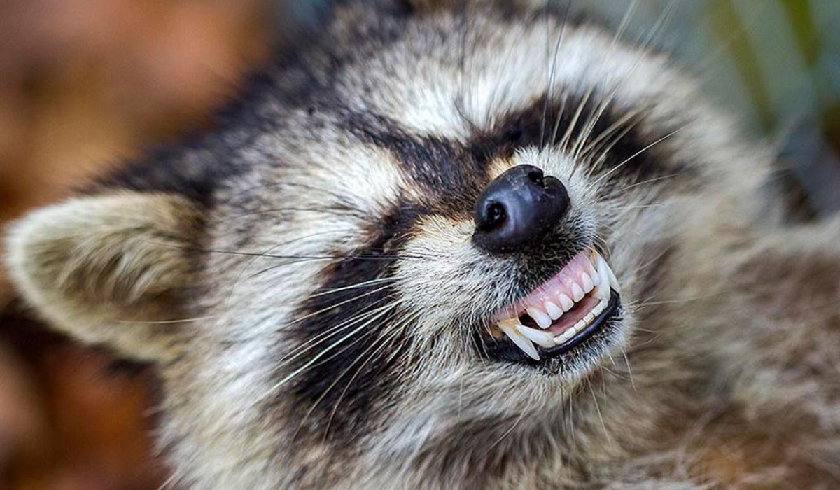 Teeth-Baring 'Zombie Raccoons' Are Terrorizing Ohio Residents | OutdoorHub