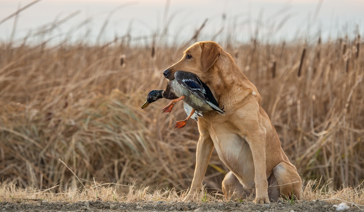 8 Surefire Ways to Ruin a Duck Hunting Dog | OutdoorHub