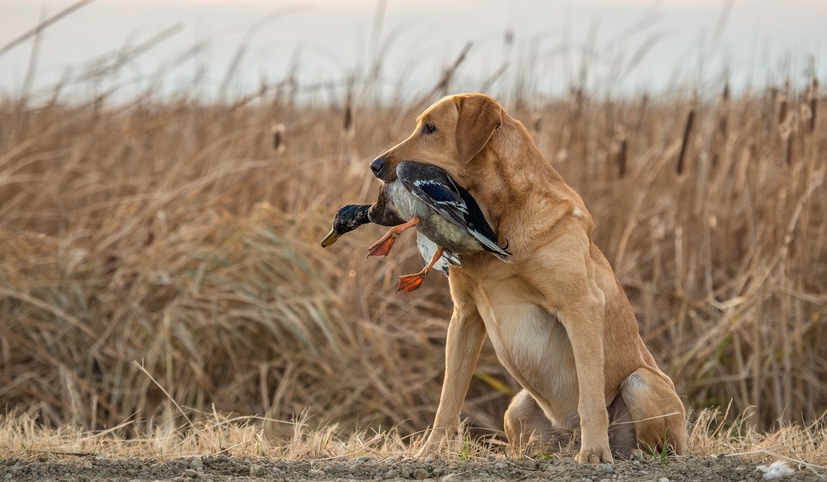 DuckHuntingDog 