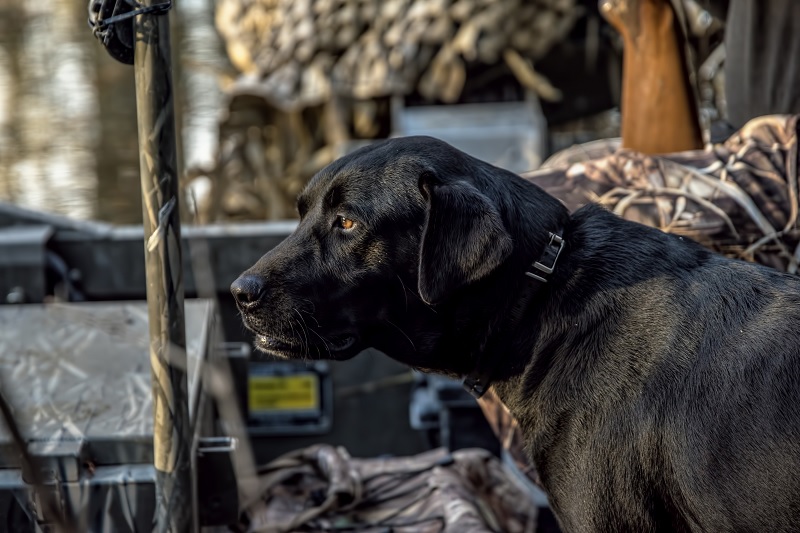 8 Surefire Ways to Ruin a Duck Hunting Dog
