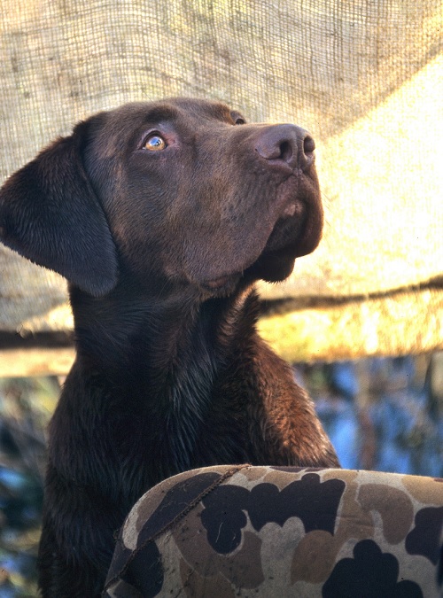 8 Surefire Ways to Ruin a Duck Hunting Dog