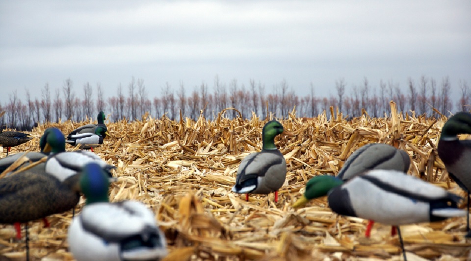 8 Surefire Ways to Ruin a Duck Hunting Dog